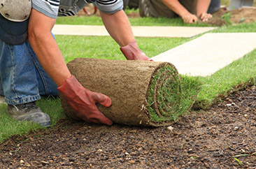 Sod Installation